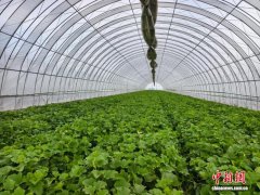 从散户种到抱团销 一颗小香
